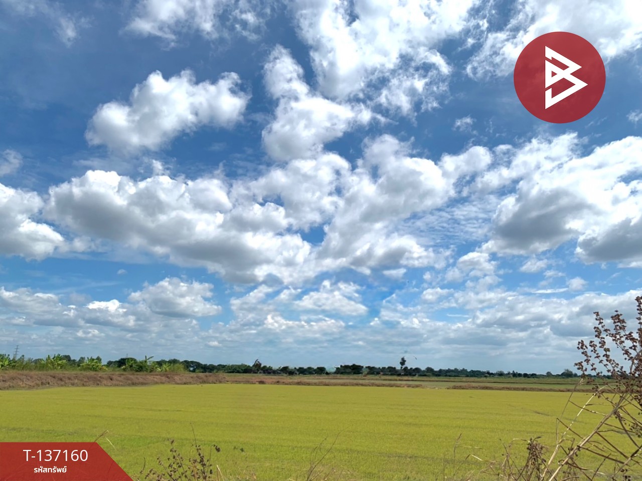 ขายที่ดิน เนื้อที่ 6 ไร่ 1 งาน 78 ตร.วา พรหมบุรี สิงห์บุรี 1