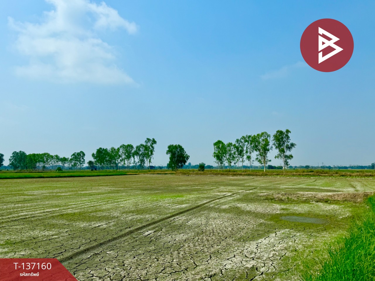 ขายที่ดิน เนื้อที่ 6 ไร่ 1 งาน 78 ตร.วา พรหมบุรี สิงห์บุรี 7