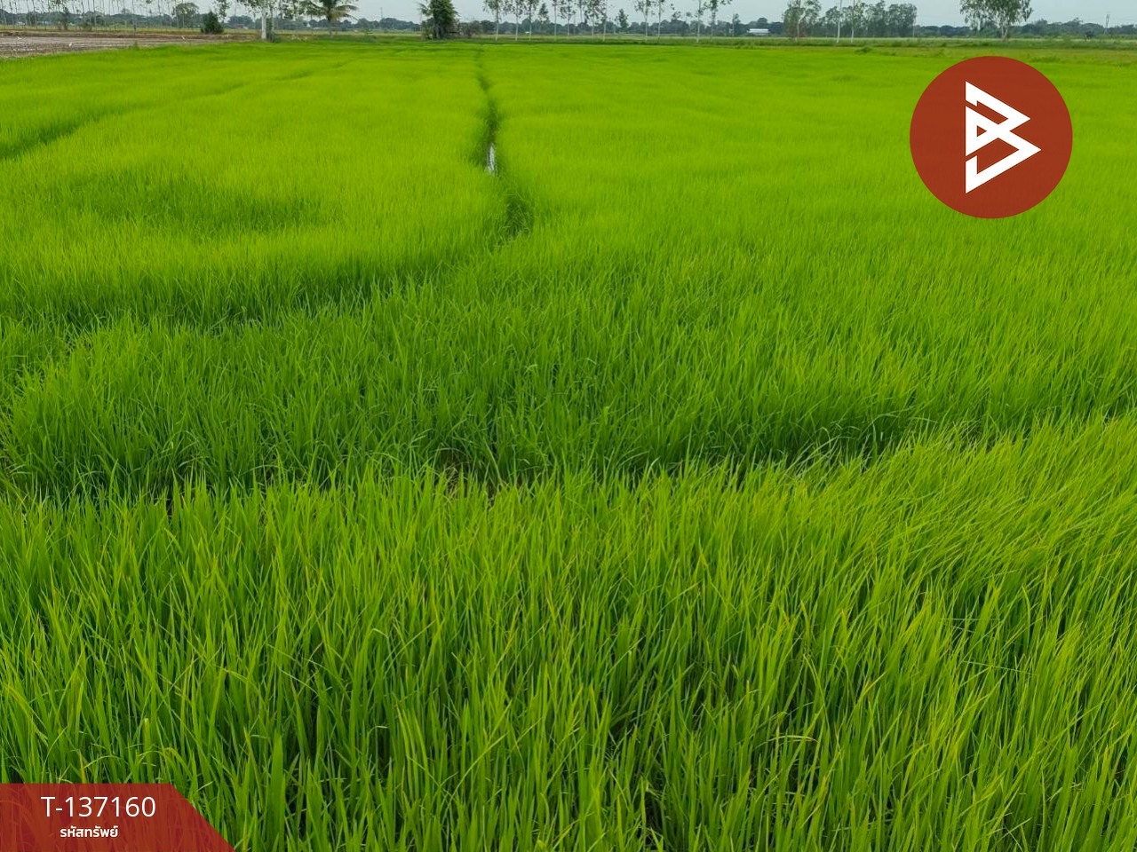 ขายที่ดิน เนื้อที่ 6 ไร่ 1 งาน 78 ตร.วา พรหมบุรี สิงห์บุรี 2