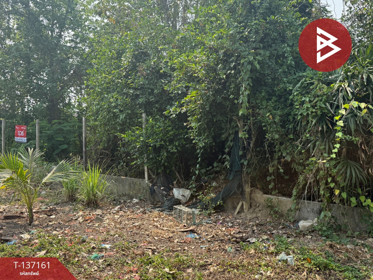 ขายที่ดิน เนื้อที่ 83 ตร.วา สารภี เชียงใหม่ 12