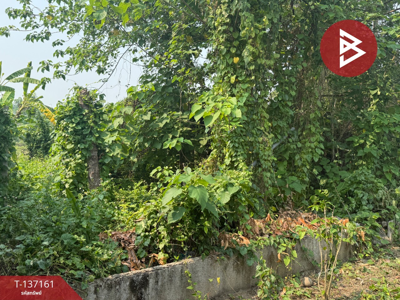 ขายที่ดิน เนื้อที่ 83 ตร.วา สารภี เชียงใหม่ 8