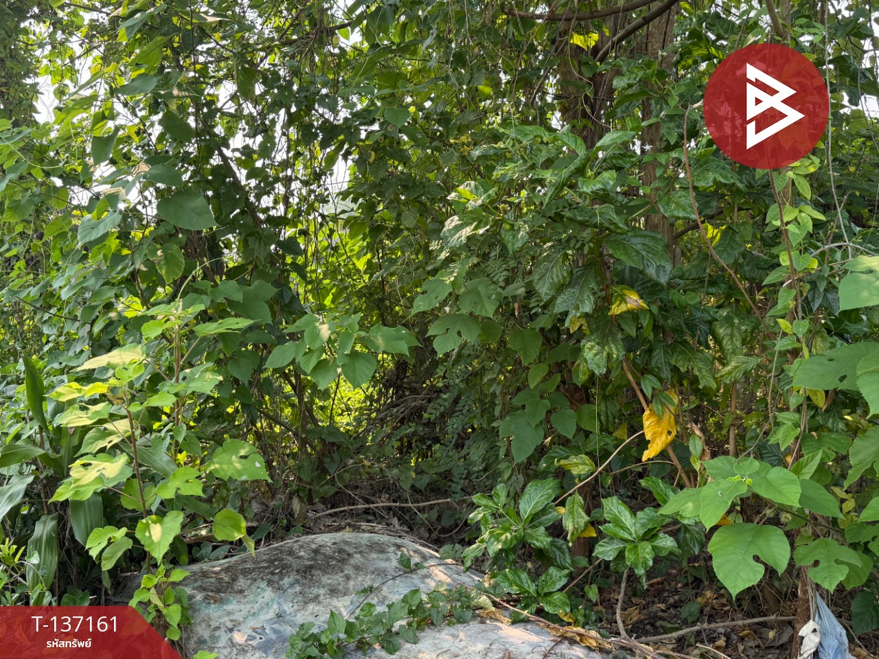 ขายที่ดิน เนื้อที่ 83 ตร.วา สารภี เชียงใหม่ 7