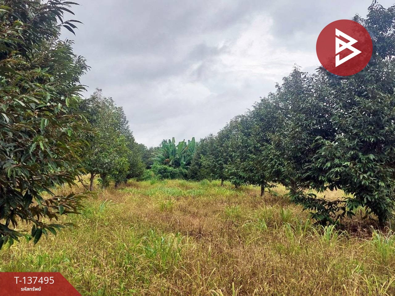 ขายที่ดิน เนื้อที่ 7 ไร่ 1 งาน 76 ตร.วา เขาคิชฌกูฏ จันทบุรี 6