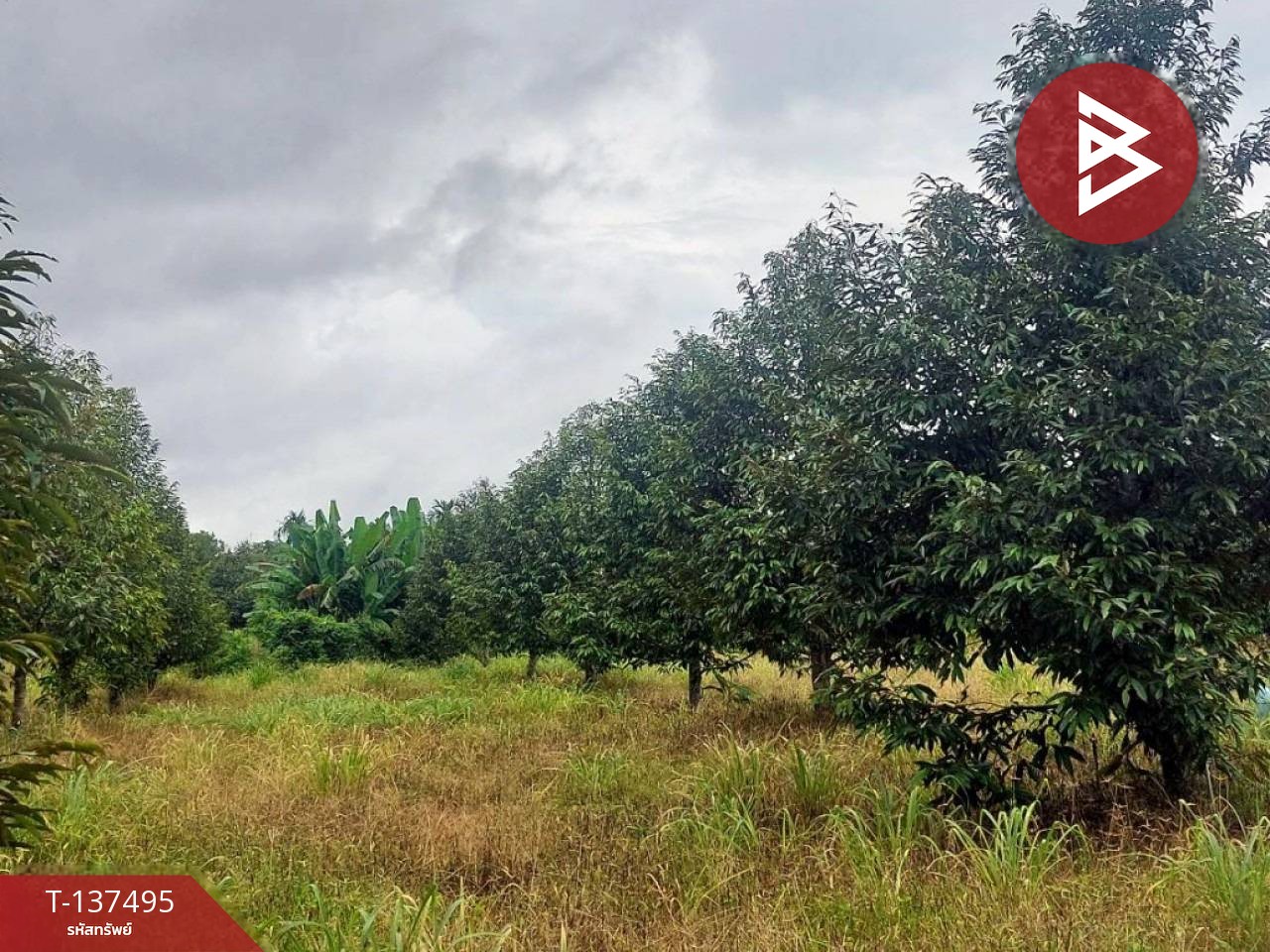 ขายที่ดิน เนื้อที่ 7 ไร่ 1 งาน 76 ตร.วา เขาคิชฌกูฏ จันทบุรี 2