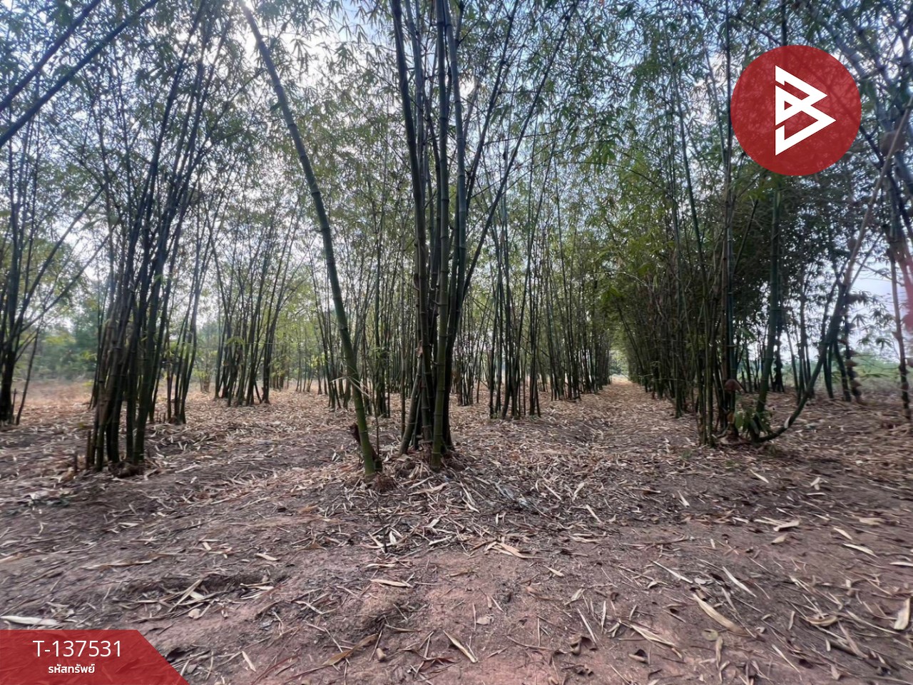 ขายที่ดิน เนื้อที่ 7 ไร่ บ้านหว้า ขอนแก่น 1