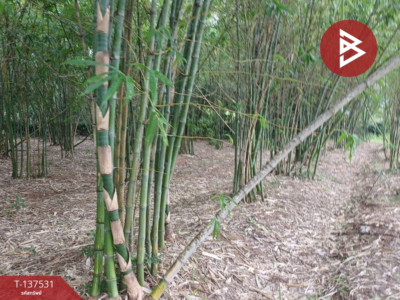 ขายที่ดิน เนื้อที่ 7 ไร่ บ้านหว้า ขอนแก่น 6