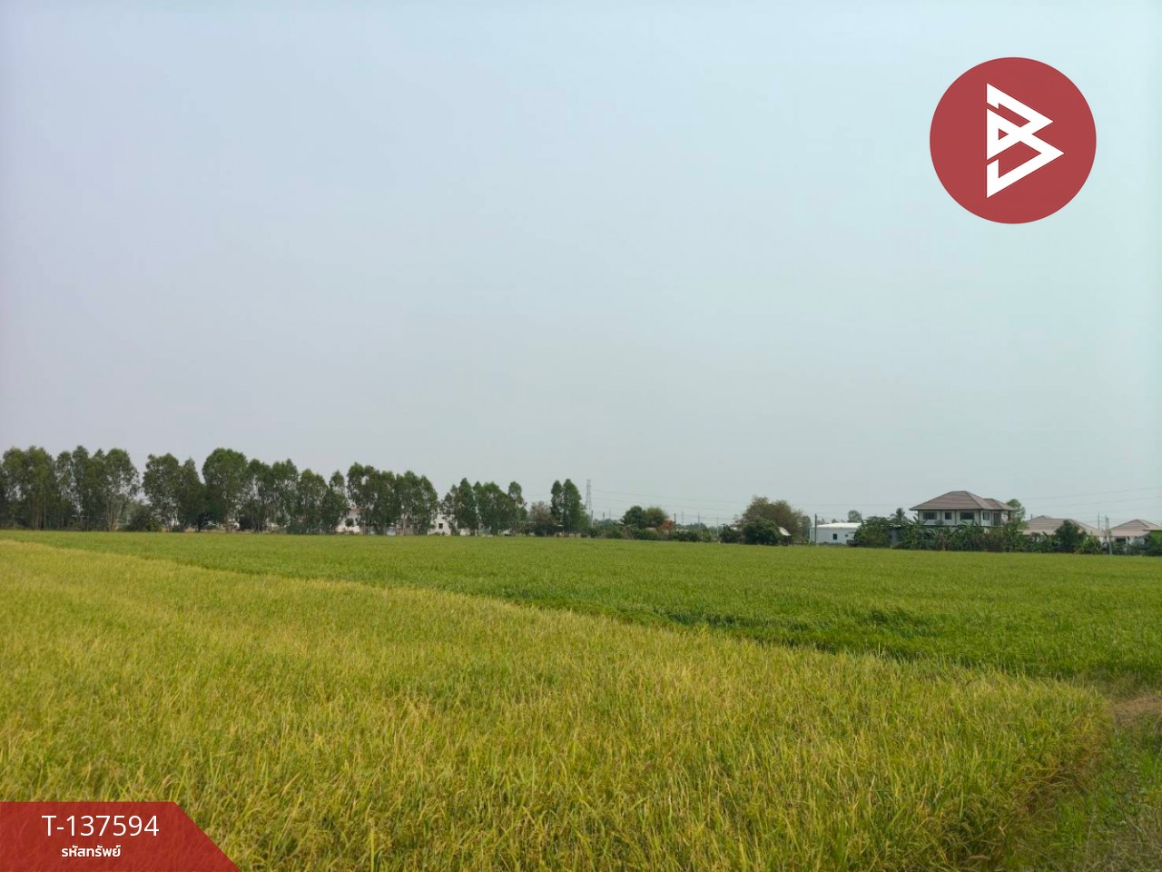 ขายที่ดิน เนื้อที่ 3 ไร่ 1 งาน 65.8 ตารางวา ต.บ้านกร่าง พิษณุโลก 1