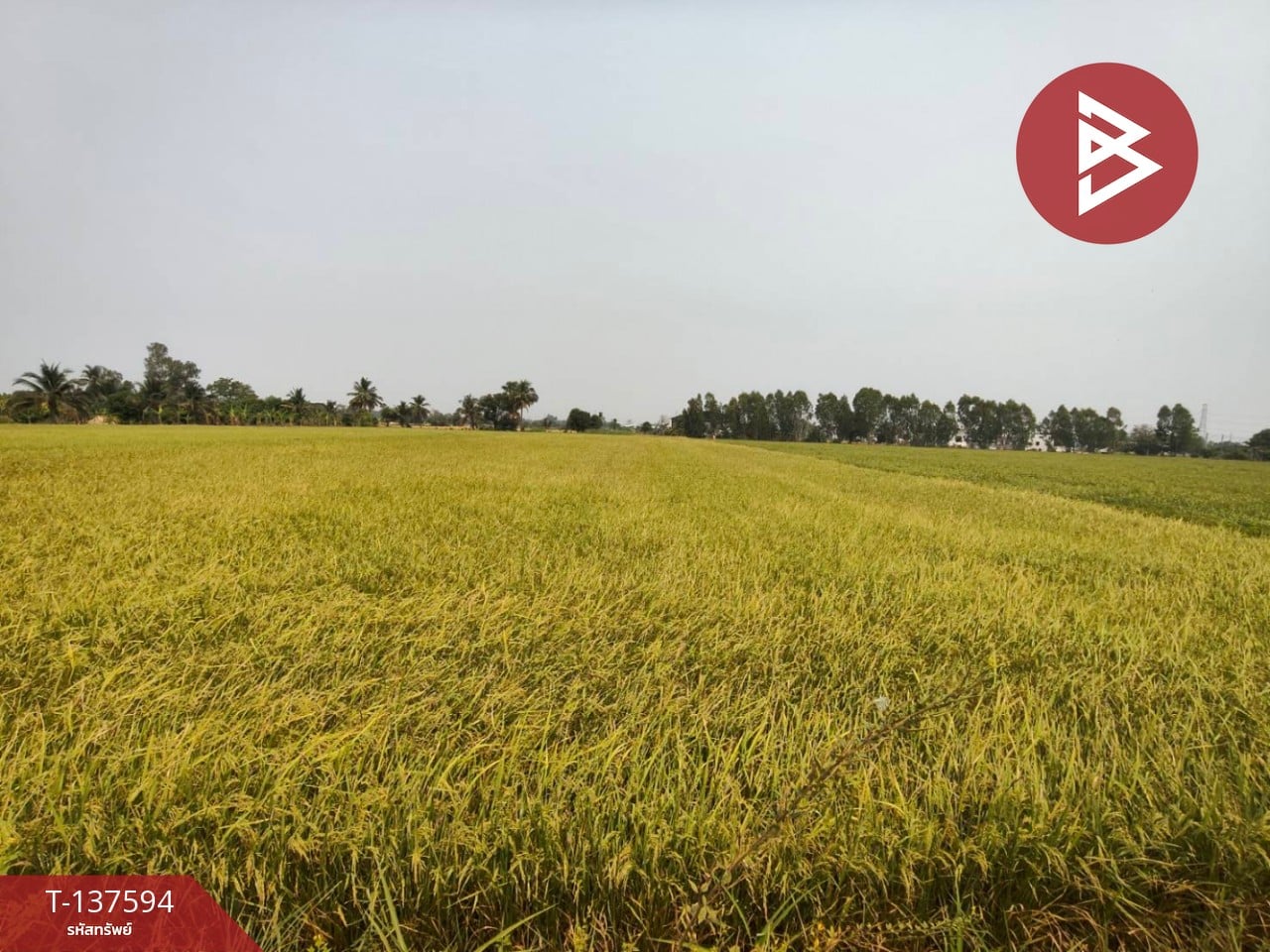 ขายที่ดิน เนื้อที่ 3 ไร่ 1 งาน 65.8 ตารางวา ต.บ้านกร่าง พิษณุโลก 3