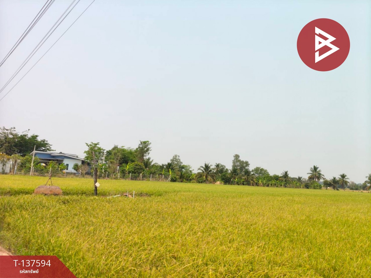 ขายที่ดิน เนื้อที่ 3 ไร่ 1 งาน 65.8 ตารางวา ต.บ้านกร่าง พิษณุโลก 2