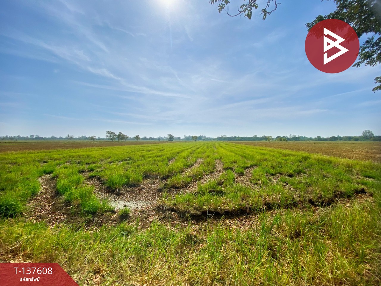 ขายที่ดิน เนื้อที่ 5 ไร่ 2 งาน 10 ตารางวา น้ำพอง ขอนแก่น 3