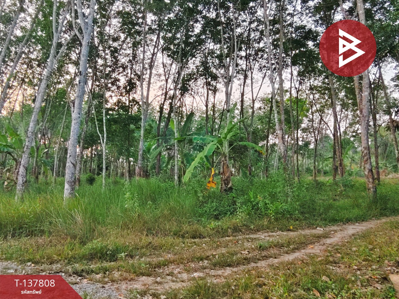 ขายที่ดิน เนื้อที่ 1 ไร่ 2 งาน ติดถนนไชยมนตรี นครศรีธรรมราช ใกล้โรงเรียนหนองบัว 3