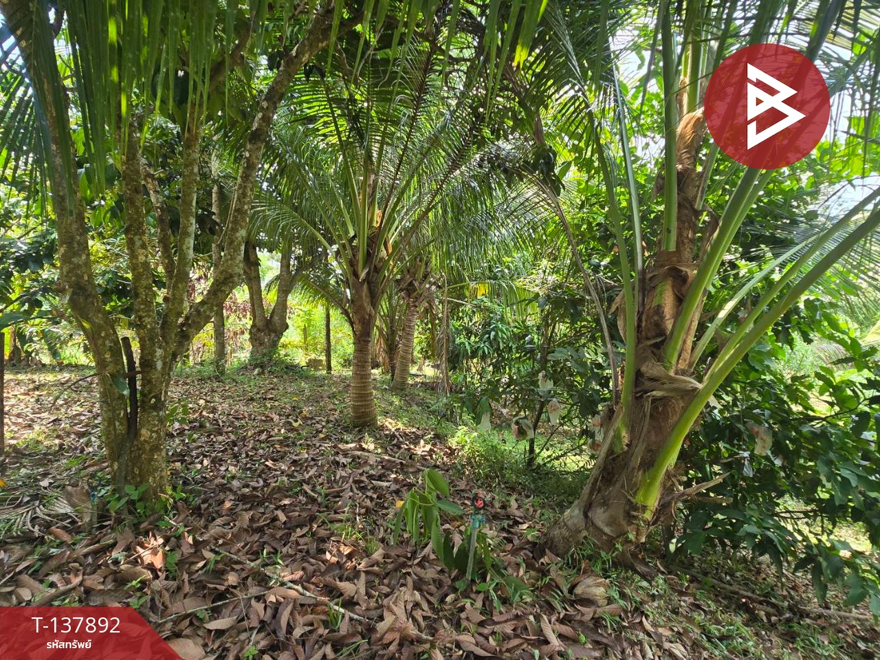 ขายที่ดิน เนื้อที่ 9 ไร่ 2 งาน 85.5 ตร.วา ท่าใหม่ จันทบุรี 5