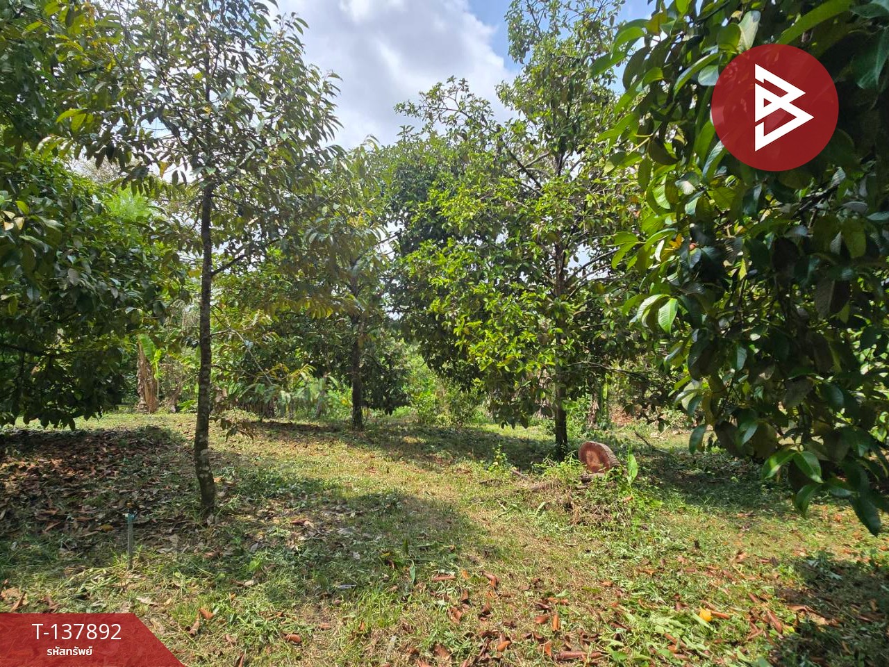 ขายที่ดิน เนื้อที่ 9 ไร่ 2 งาน 85.5 ตร.วา ท่าใหม่ จันทบุรี 3