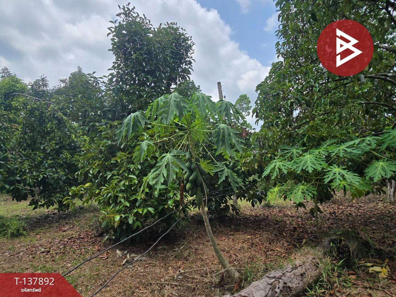 ขายที่ดิน เนื้อที่ 9 ไร่ 2 งาน 85.5 ตร.วา ท่าใหม่ จันทบุรี 4