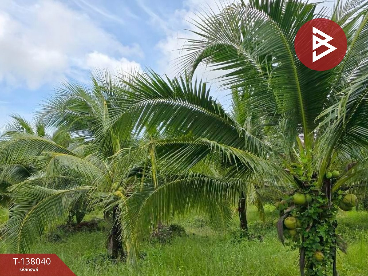 ขายที่ดิน เนื้อที่ 9 ไร่ 44 ตร.วา ท่าใหม่ จันทบุรี 10