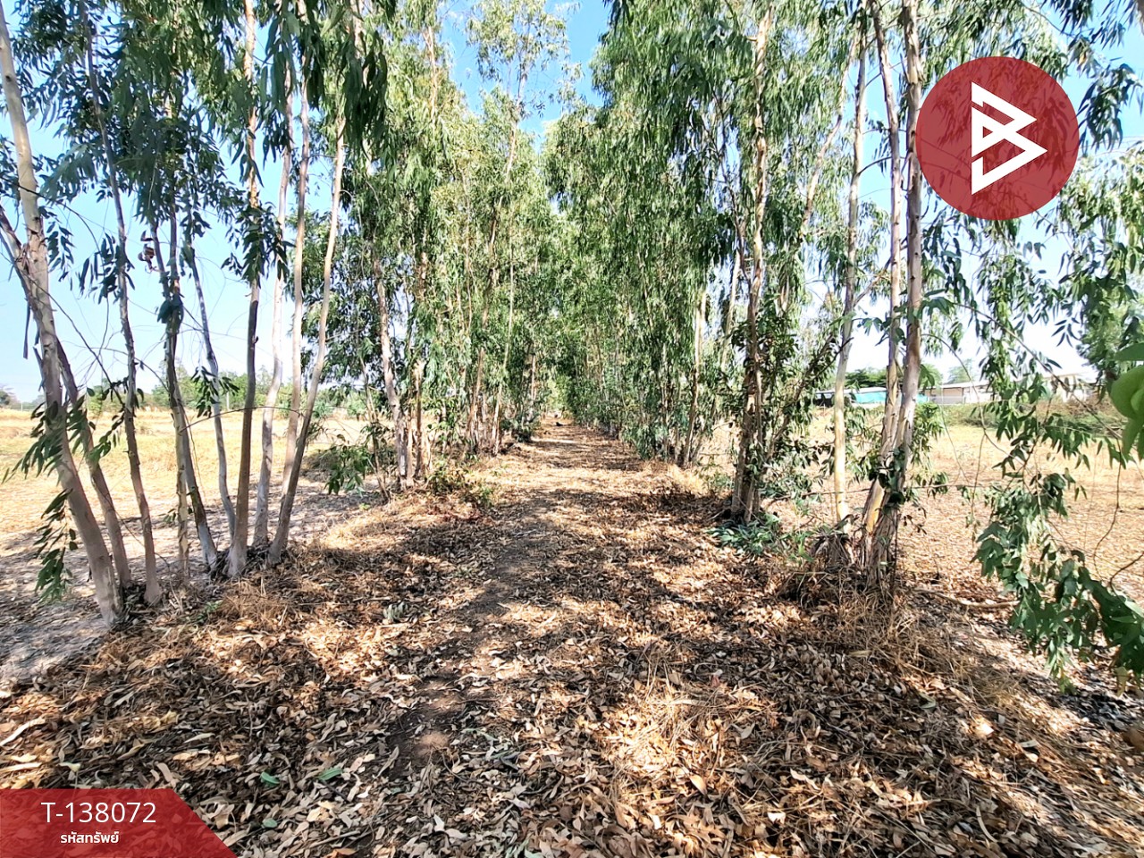 ขายที่ดิน เนื้อที่ 1 ไร่ ตำบลท่าม่วง อำเภอเสลภูมิ ร้อยเอ็ด 8