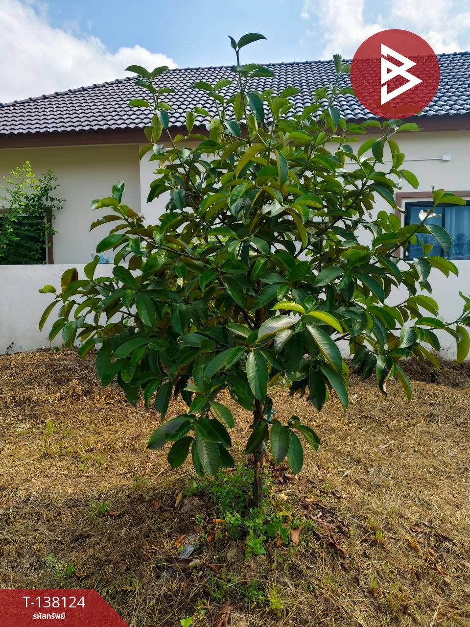 ขายที่ดิน เนื้อที่ 1 งาน เกาะขวาง จันทบุรี 13