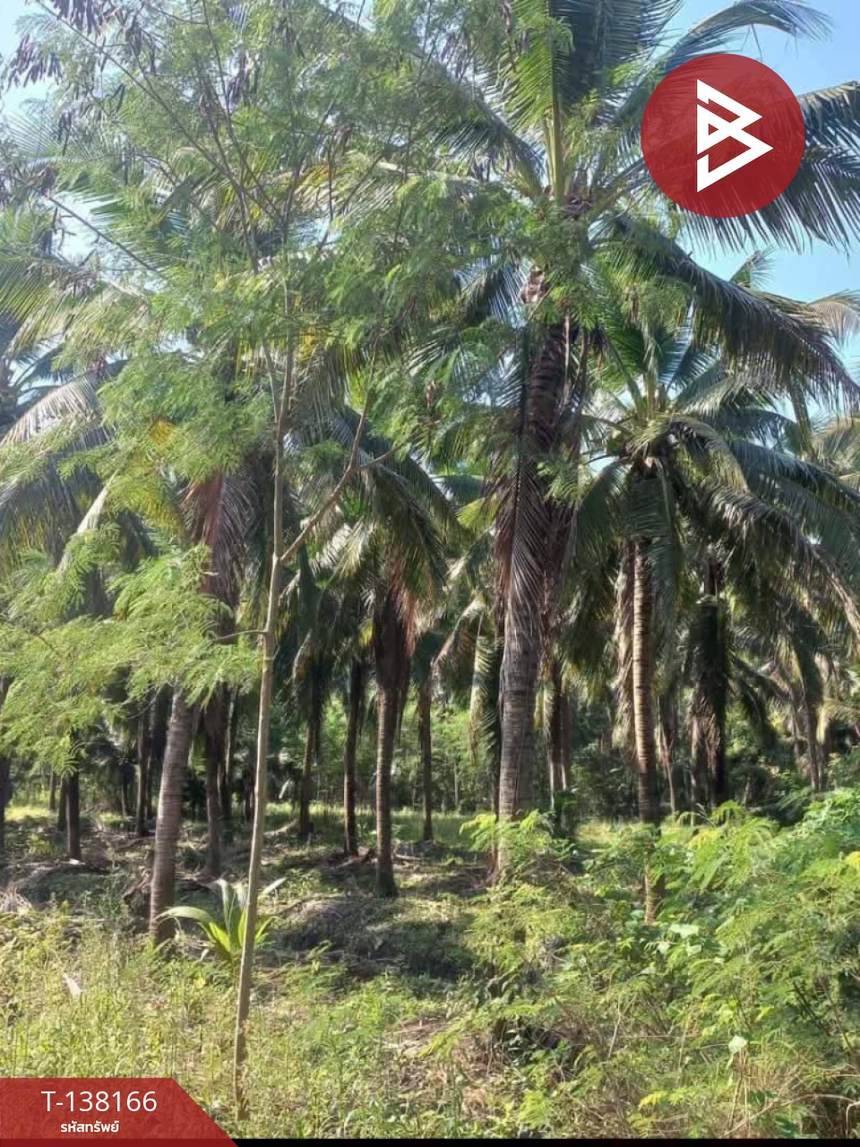 ขายที่ดิน เนื้อที่ 2 งาน 44.5 ตร.วา ดำเนินสะดวก ราชบุรี 4