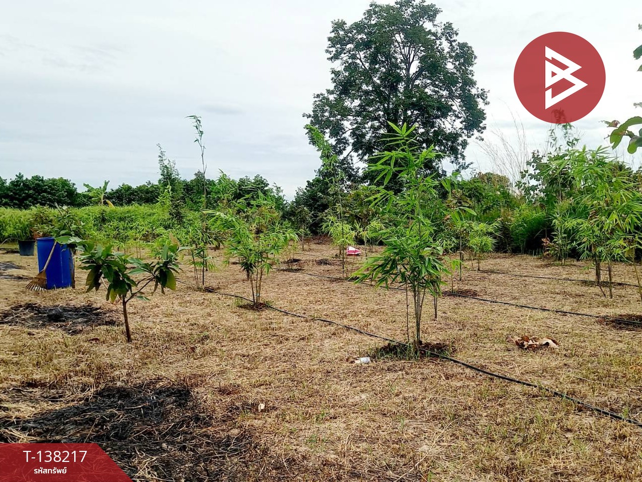 ขายบ้านเดี่ยวพร้อมที่ดิน เนื้อที่ 3 ไร่ 3 งาน 12 ตร.วา โนนศิลา ขอนแก่น 9