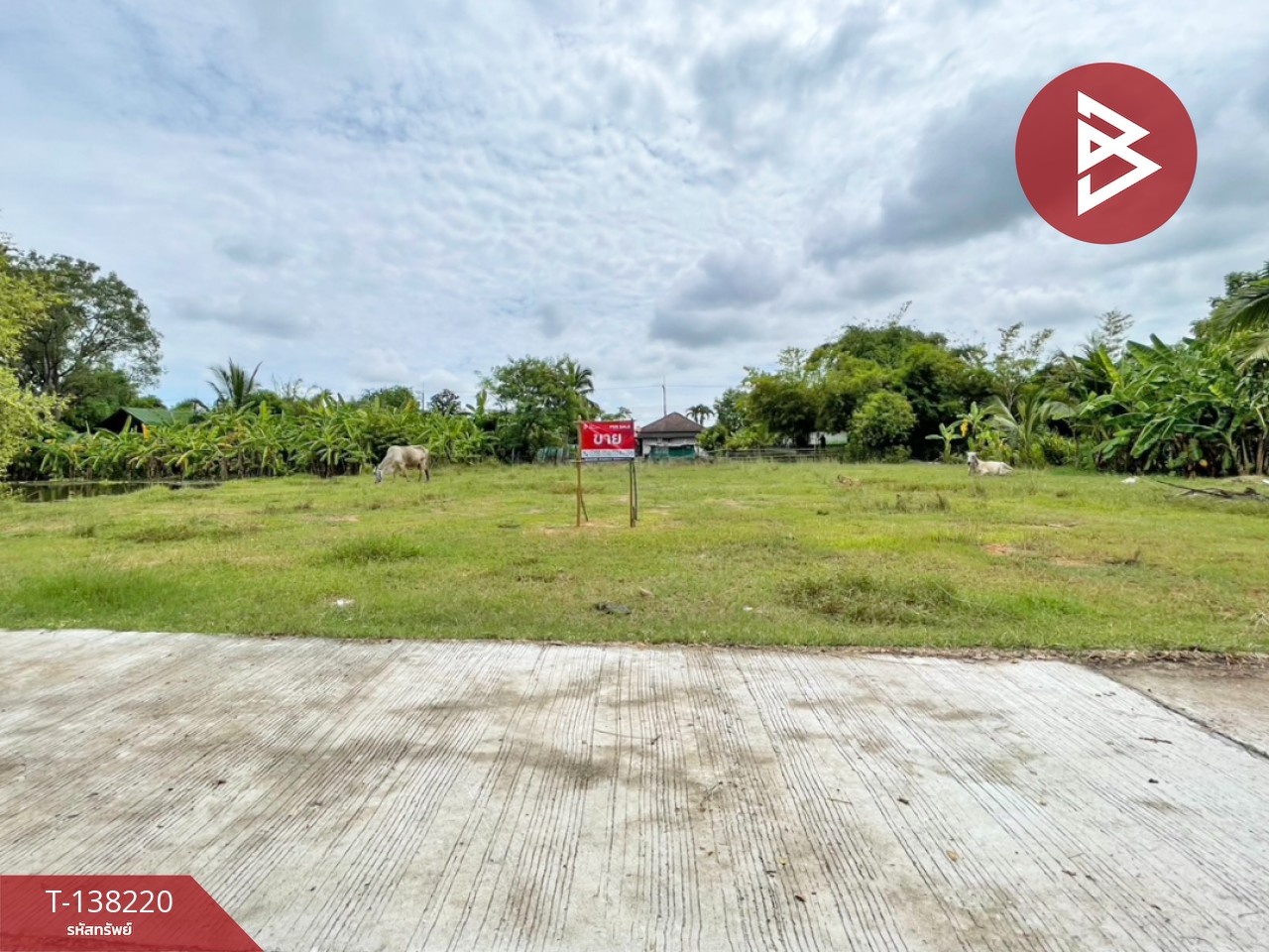 ขายที่ดิน เนื้อที่ 3 งาน 20 ตร.วา บ้านไผ่ ขอนแก่น 2