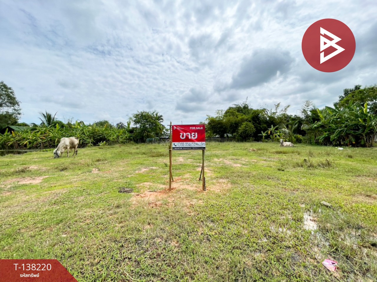 ขายที่ดิน เนื้อที่ 3 งาน 20 ตร.วา บ้านไผ่ ขอนแก่น 1