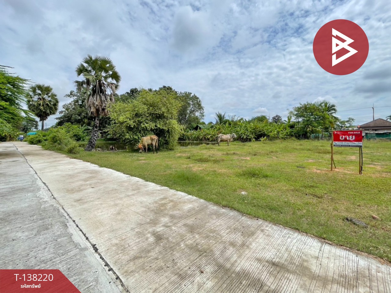 ขายที่ดิน เนื้อที่ 3 งาน 20 ตร.วา บ้านไผ่ ขอนแก่น 3