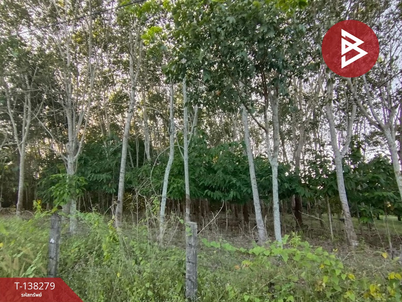 ขายที่ดิน เนื้อที่ 7 ไร่ 1 งาน 89 ตร.วา ท่าใหม่ จันทบุรี 4