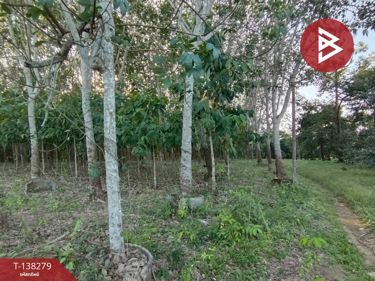 ขายที่ดิน เนื้อที่ 7 ไร่ 1 งาน 89 ตร.วา ท่าใหม่ จันทบุรี 5