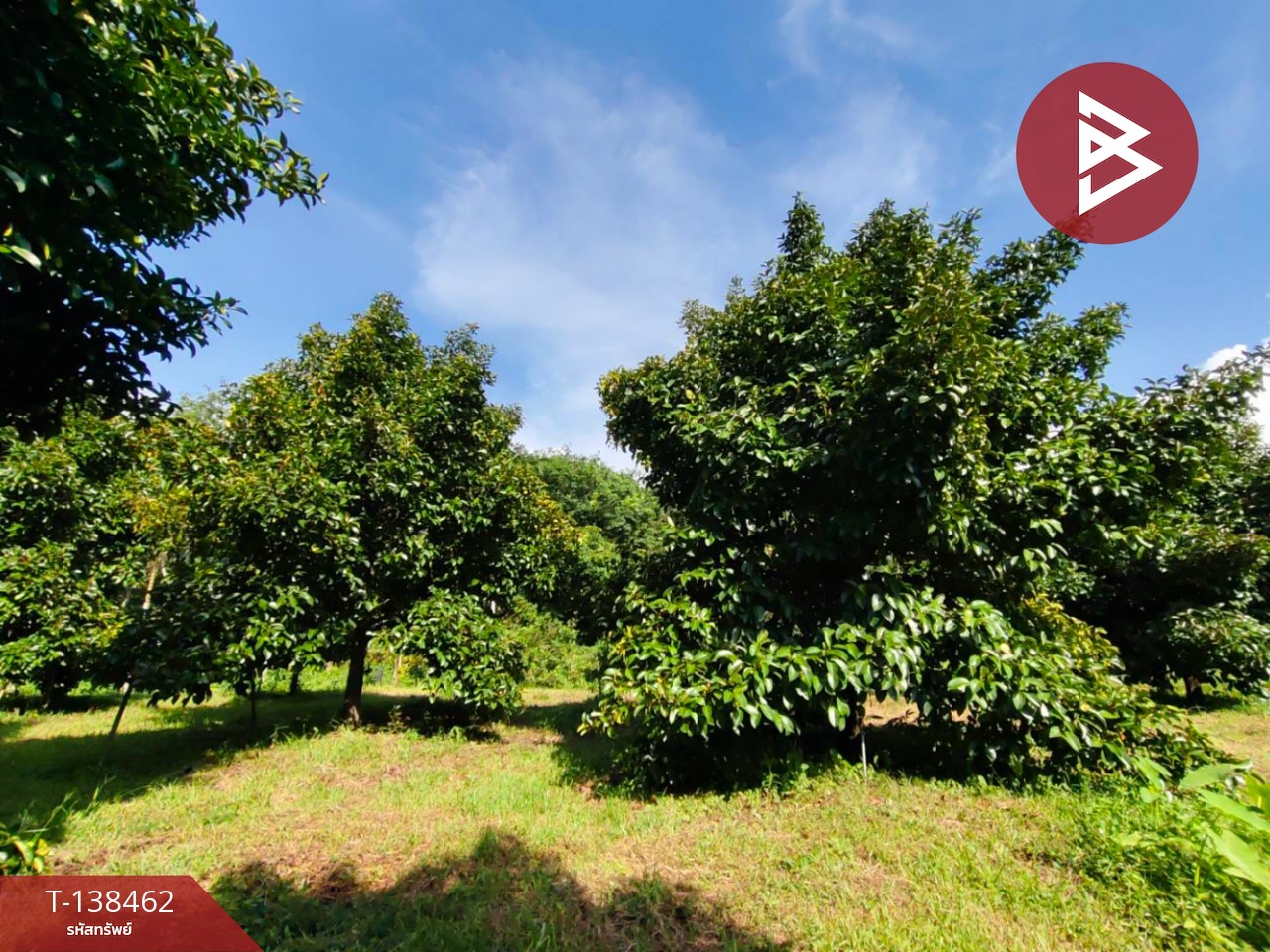 ขายที่ดิน เนื้อที่ 6 ไร่ 1 งาน 21.6 ตารางวา อ.มะขาม จันทบุรี ทำเลดี 12