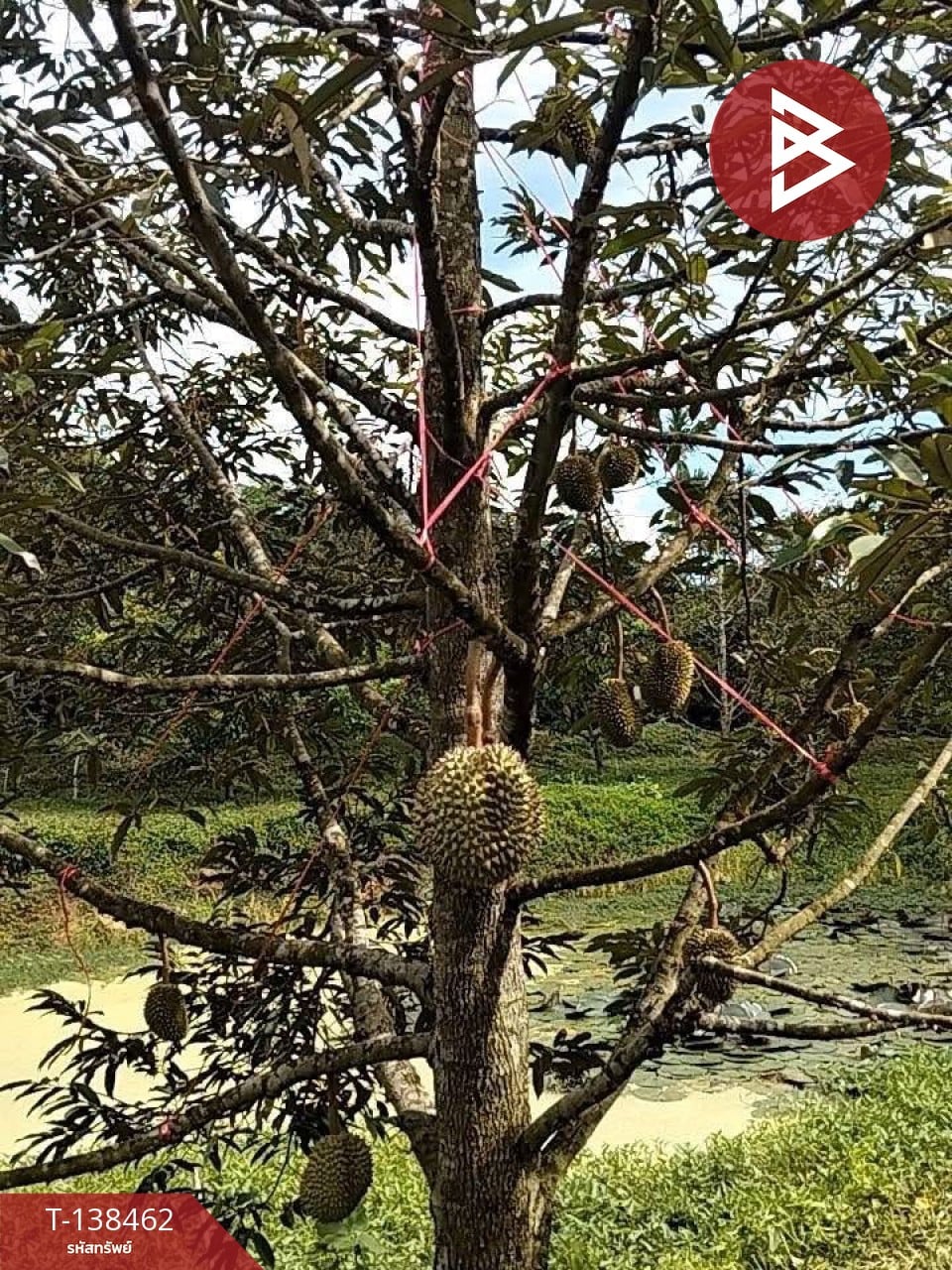 ขายที่ดิน เนื้อที่ 6 ไร่ 1 งาน 21.6 ตารางวา อ.มะขาม จันทบุรี ทำเลดี 13