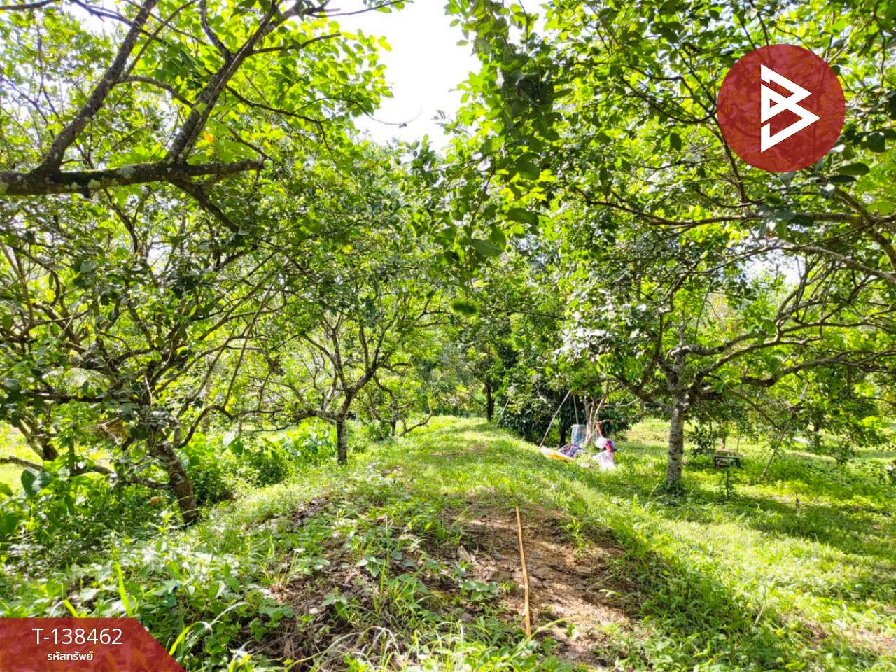 ขายที่ดิน เนื้อที่ 6 ไร่ 1 งาน 21.6 ตารางวา อ.มะขาม จันทบุรี ทำเลดี 3