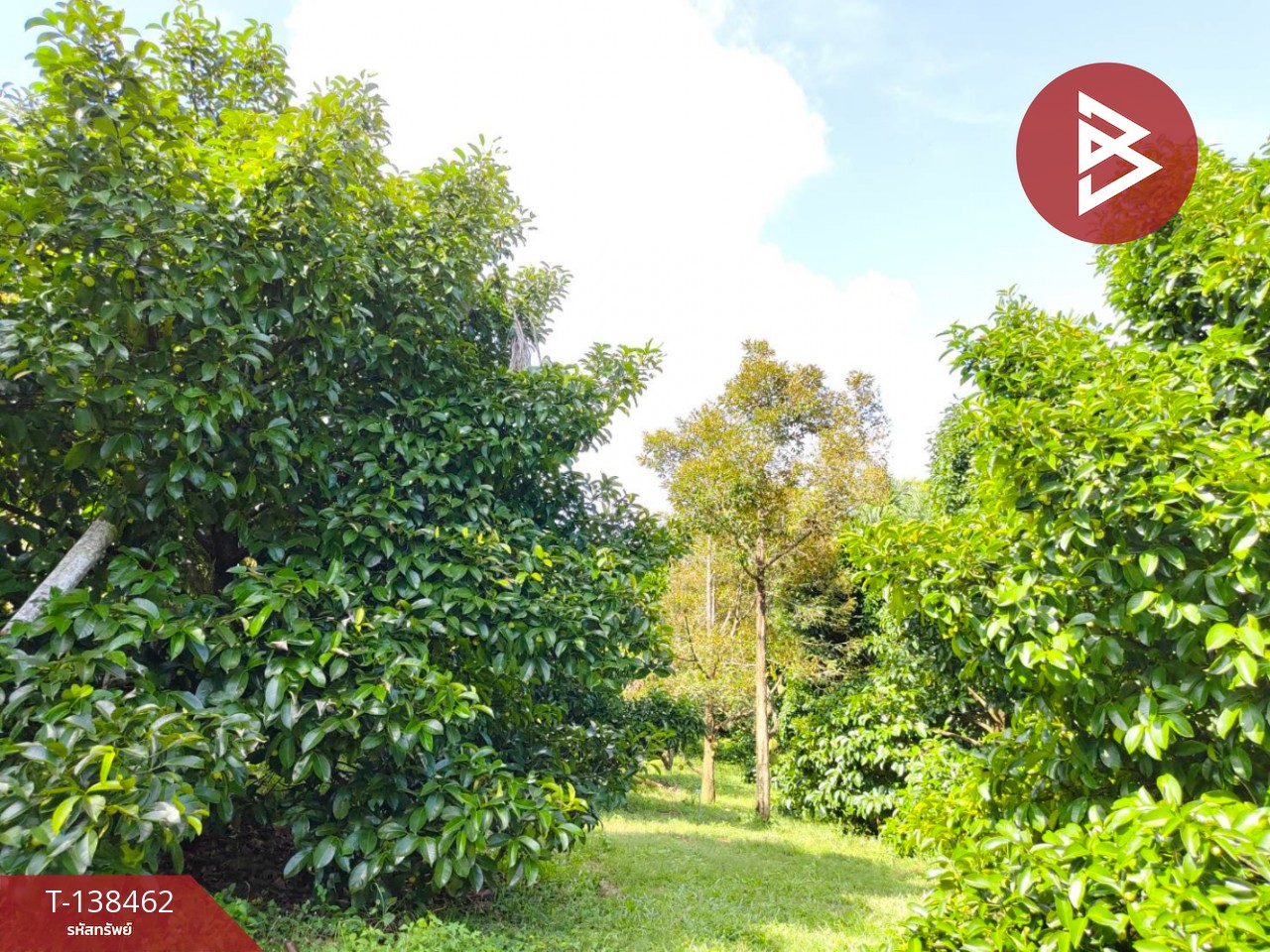 ขายที่ดิน เนื้อที่ 6 ไร่ 1 งาน 21.6 ตารางวา อ.มะขาม จันทบุรี ทำเลดี 4