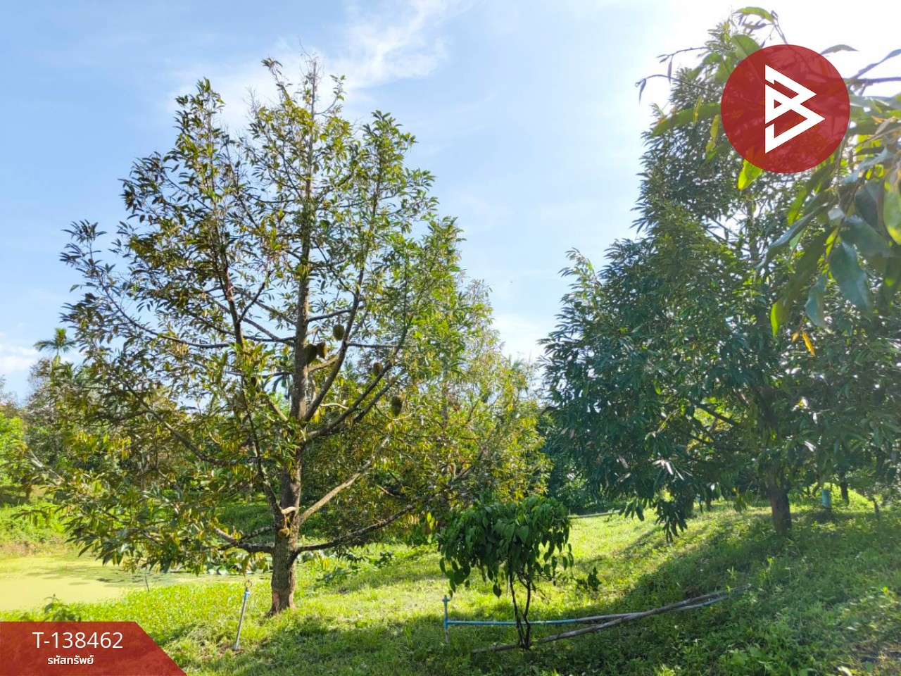 ขายที่ดิน เนื้อที่ 6 ไร่ 1 งาน 21.6 ตารางวา อ.มะขาม จันทบุรี ทำเลดี 7