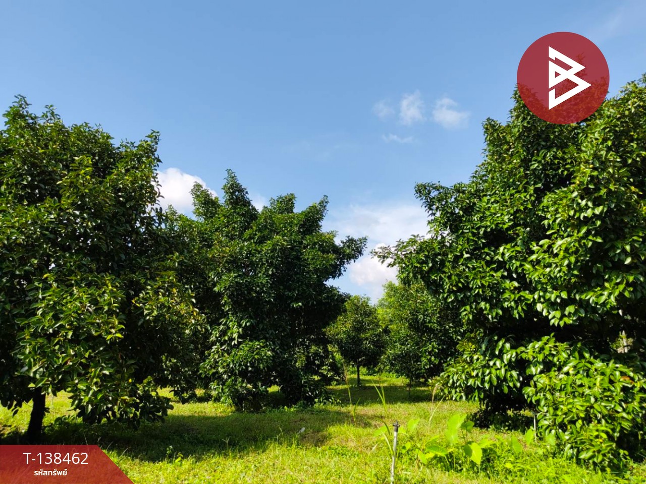 ขายที่ดิน เนื้อที่ 6 ไร่ 1 งาน 21.6 ตารางวา อ.มะขาม จันทบุรี ทำเลดี 11