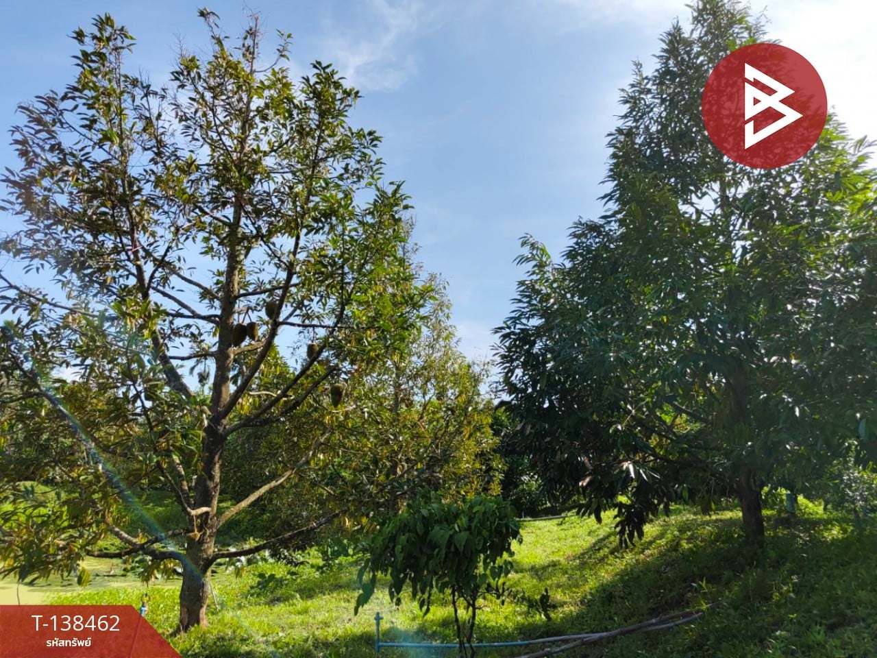 ขายที่ดิน เนื้อที่ 6 ไร่ 1 งาน 21.6 ตารางวา อ.มะขาม จันทบุรี ทำเลดี 6