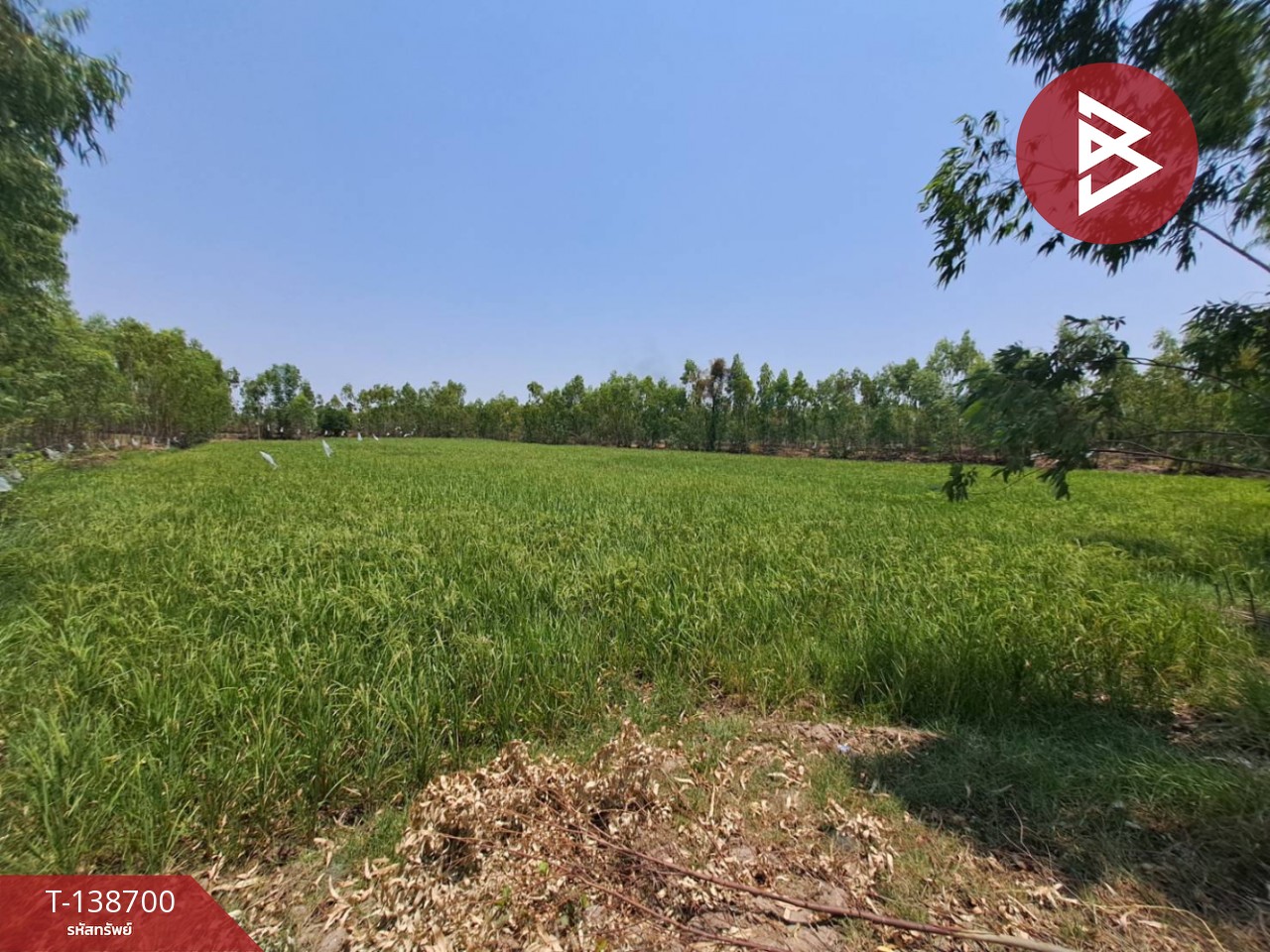 ขายที่ดินเปล่า เนื้อที่ 7 ไร่ 2 งาน 99 ตารางวา อ.สุวรรณภูมิ ร้อยเอ็ด 6