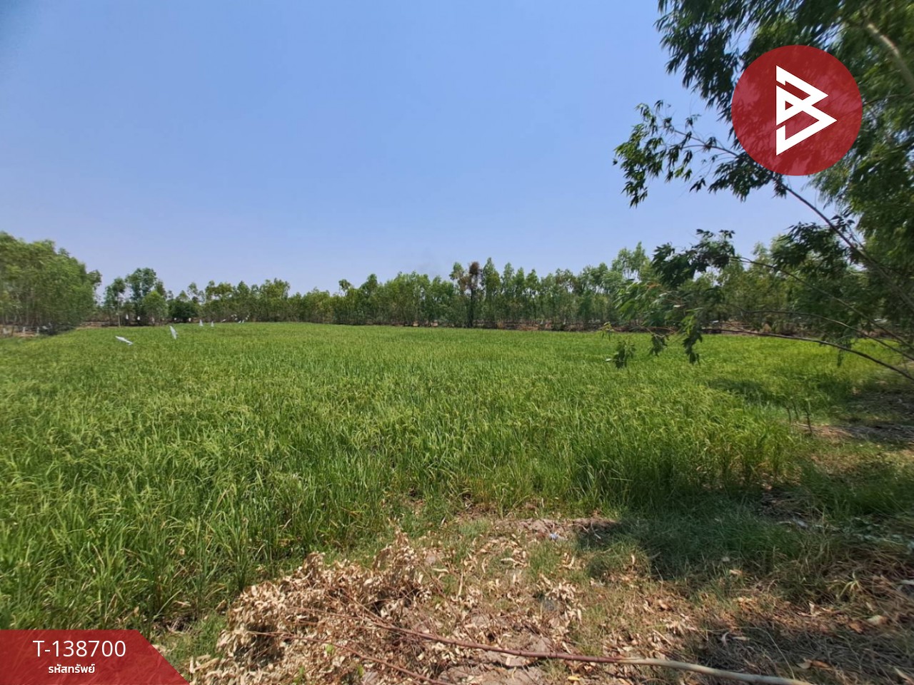 ขายที่ดินเปล่า เนื้อที่ 7 ไร่ 2 งาน 99 ตารางวา อ.สุวรรณภูมิ ร้อยเอ็ด 5