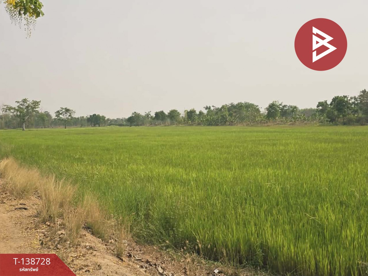 ขายที่ดิน เนื้อที่ 18 ไร่ 1 งาน 25 ตร.วา สามง่าม พิจิตร 6