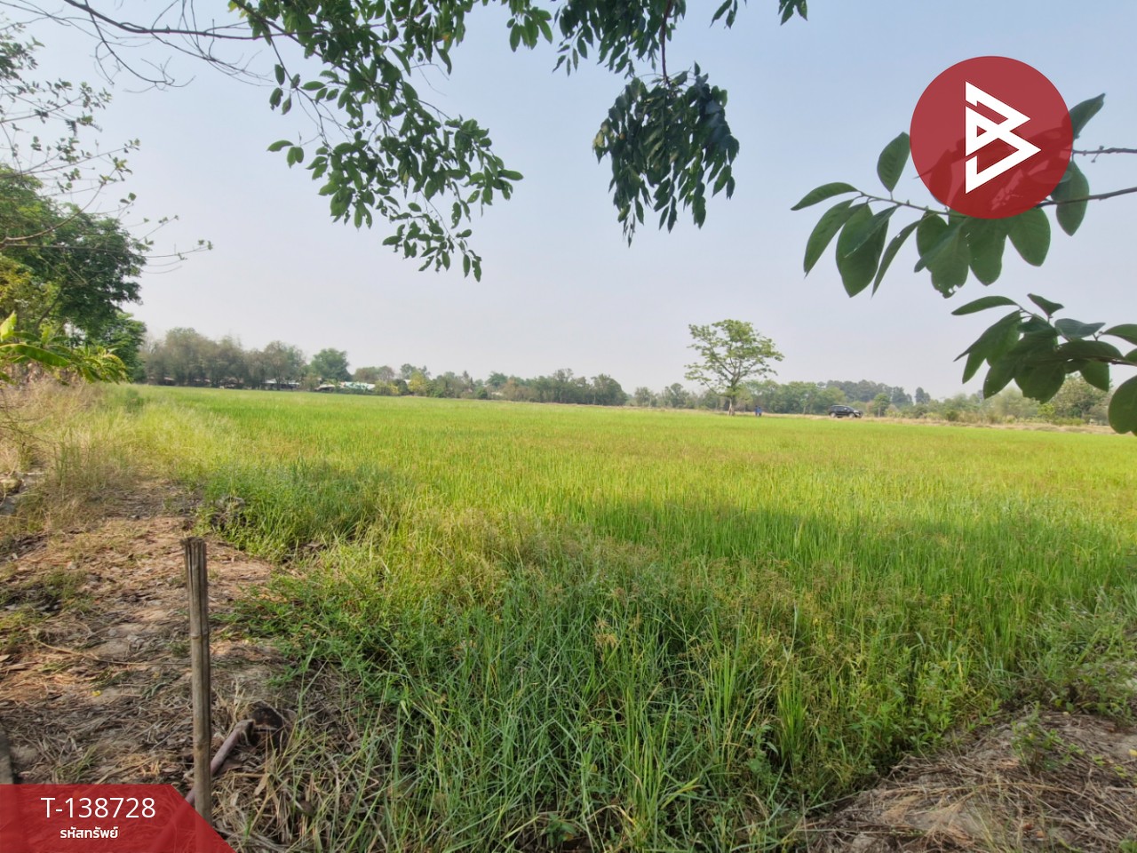 ขายที่ดิน เนื้อที่ 18 ไร่ 1 งาน 25 ตร.วา สามง่าม พิจิตร 12