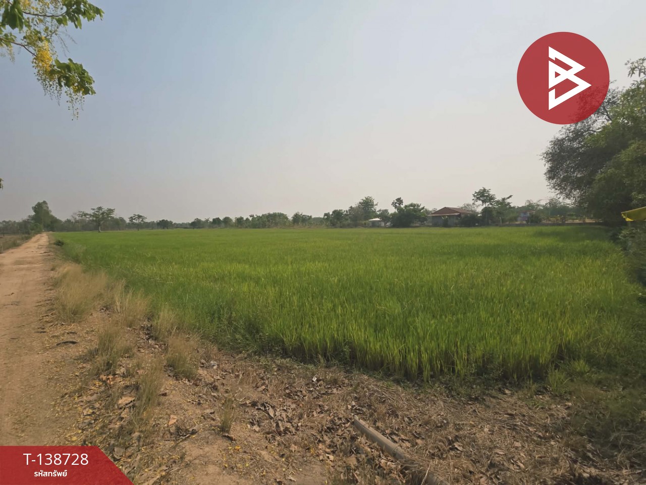 ขายที่ดิน เนื้อที่ 18 ไร่ 1 งาน 25 ตร.วา สามง่าม พิจิตร 9