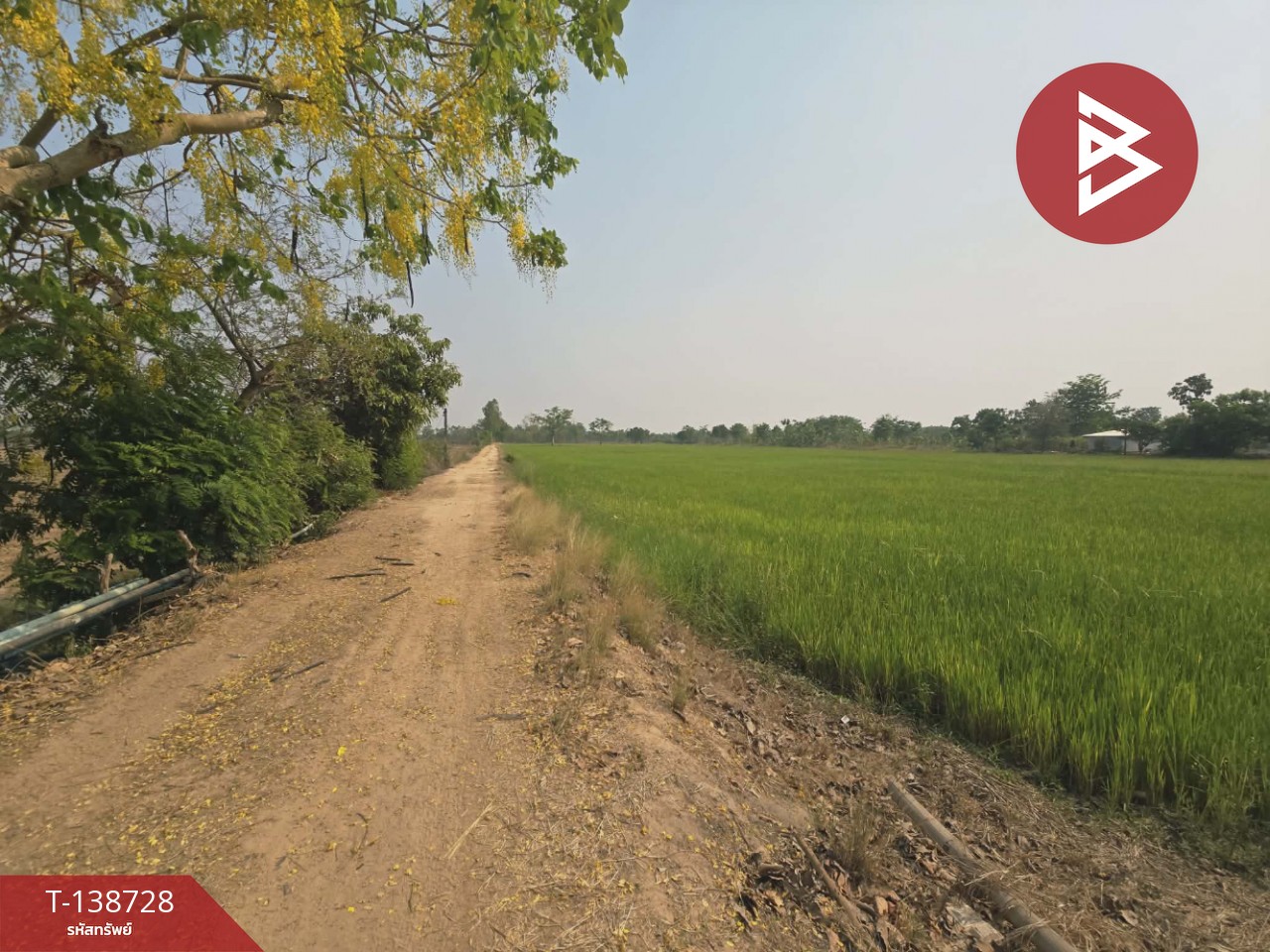 ขายที่ดิน เนื้อที่ 18 ไร่ 1 งาน 25 ตร.วา สามง่าม พิจิตร 7