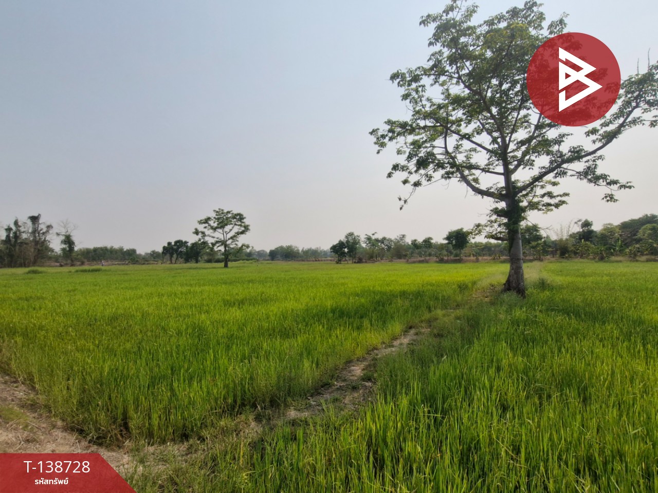 ขายที่ดิน เนื้อที่ 18 ไร่ 1 งาน 25 ตร.วา สามง่าม พิจิตร 14