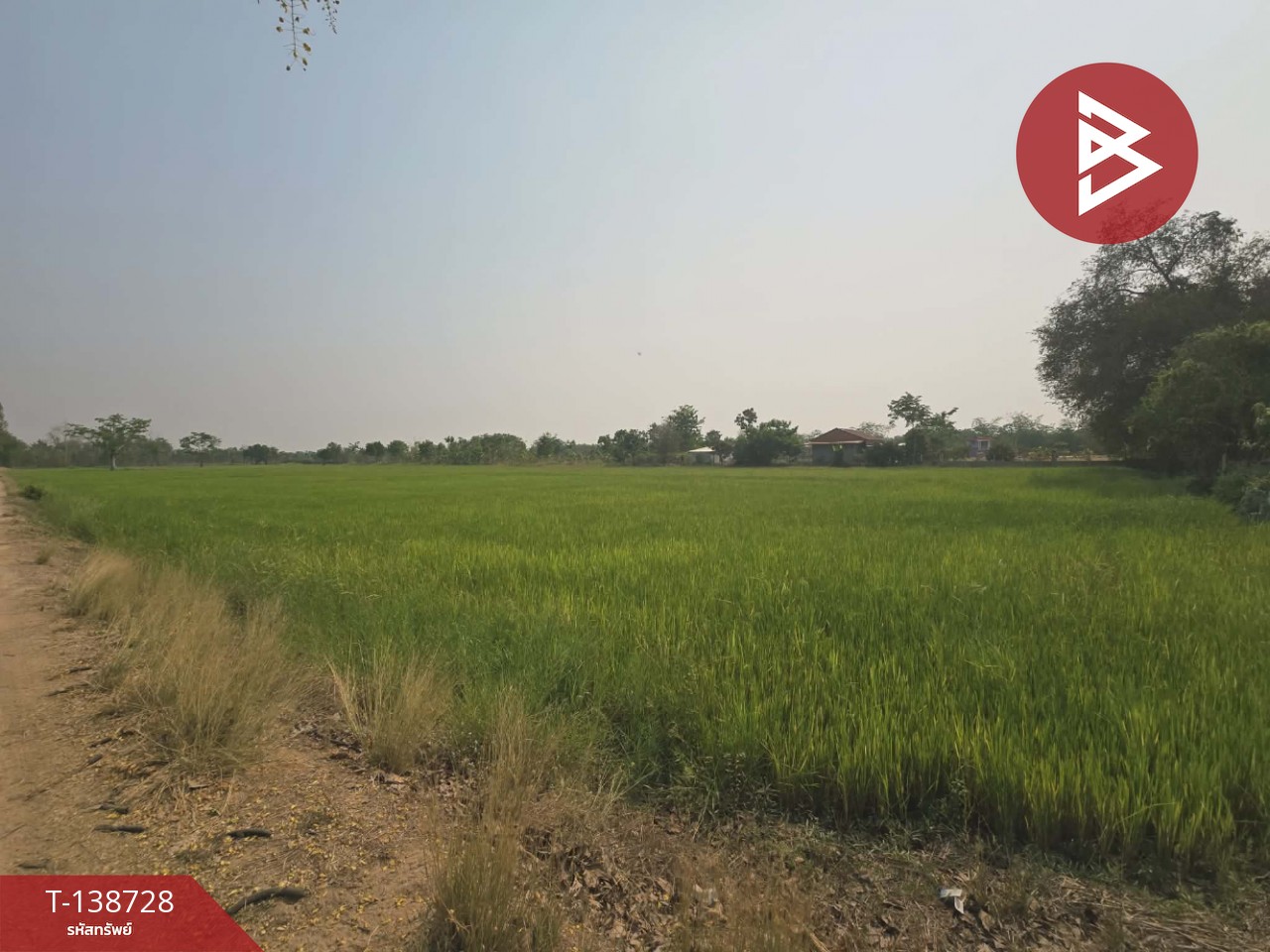 ขายที่ดิน เนื้อที่ 18 ไร่ 1 งาน 25 ตร.วา สามง่าม พิจิตร 4