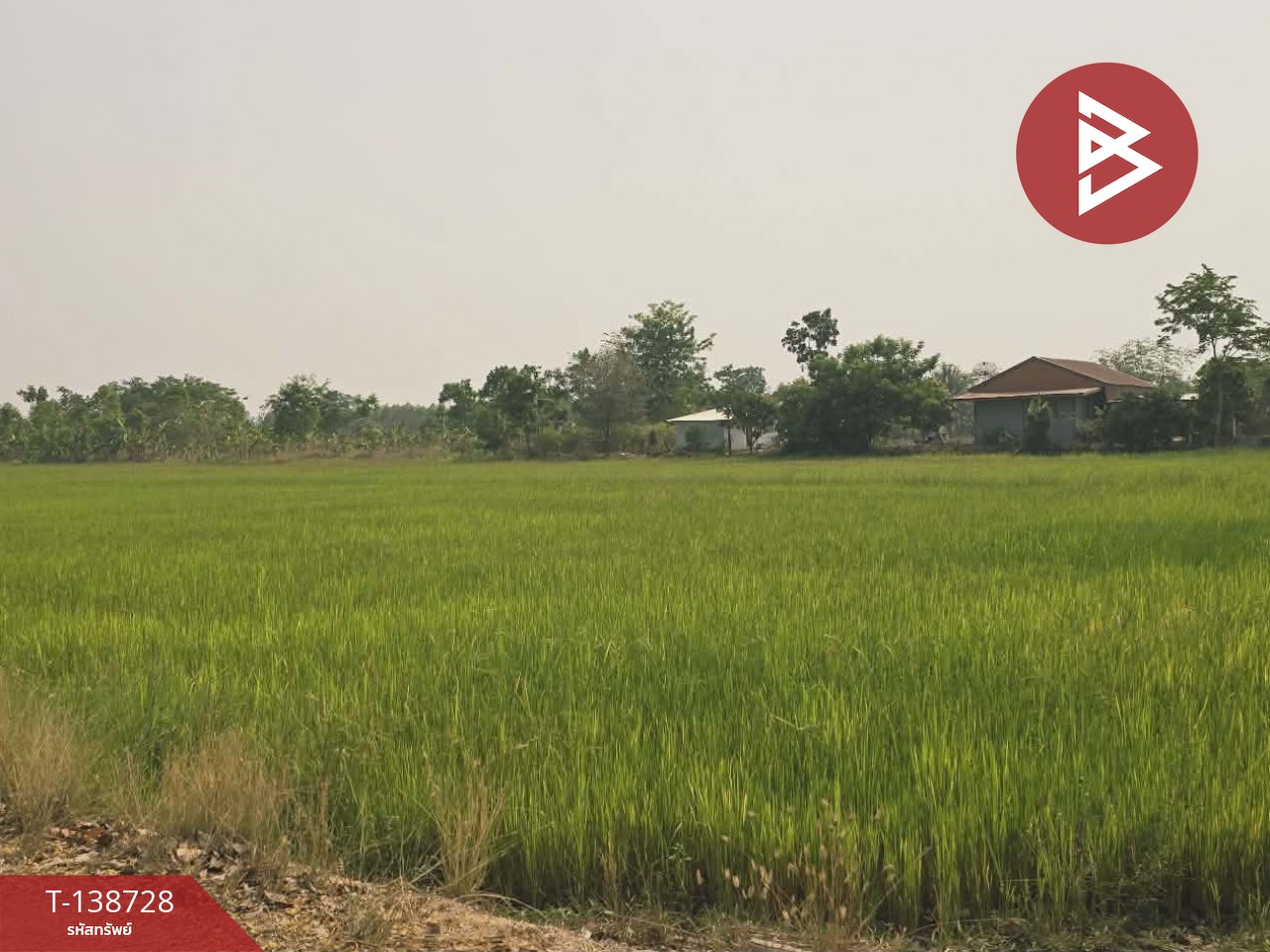 ขายที่ดิน เนื้อที่ 18 ไร่ 1 งาน 25 ตร.วา สามง่าม พิจิตร 8