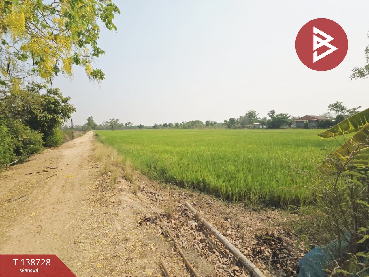 ขายที่ดิน เนื้อที่ 18 ไร่ 1 งาน 25 ตร.วา สามง่าม พิจิตร 1