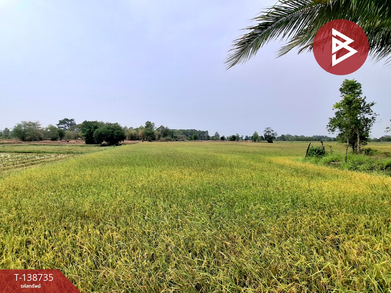 ขายที่ดิน เนื้อที่ 7 ไร่ 2 งาน 40 ตร.วา จังหาร ร้อยเอ็ด 9