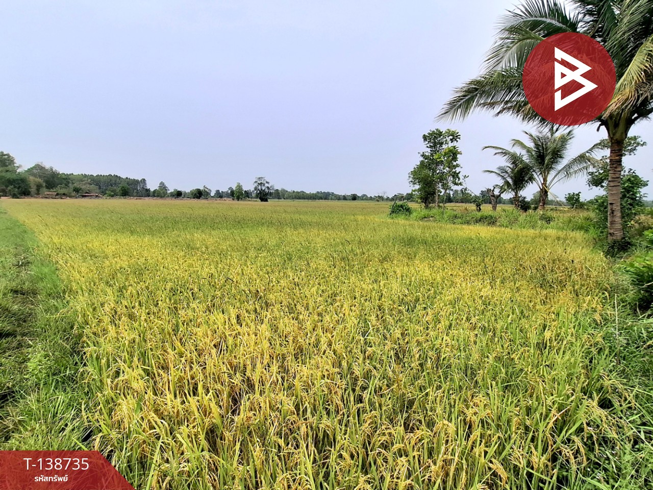 ขายที่ดิน เนื้อที่ 7 ไร่ 2 งาน 40 ตร.วา จังหาร ร้อยเอ็ด 7