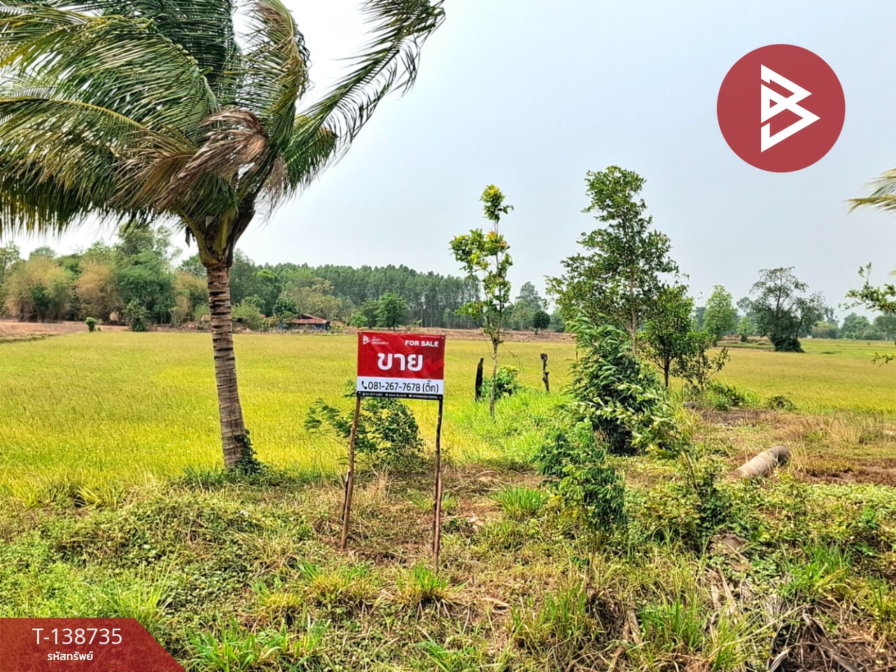 ขายที่ดิน เนื้อที่ 7 ไร่ 2 งาน 40 ตร.วา จังหาร ร้อยเอ็ด 5