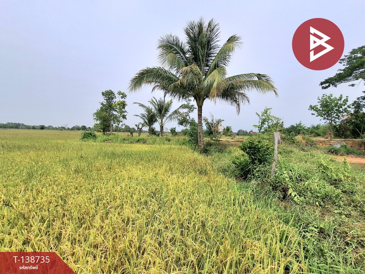 ขายที่ดิน เนื้อที่ 7 ไร่ 2 งาน 40 ตร.วา จังหาร ร้อยเอ็ด 8