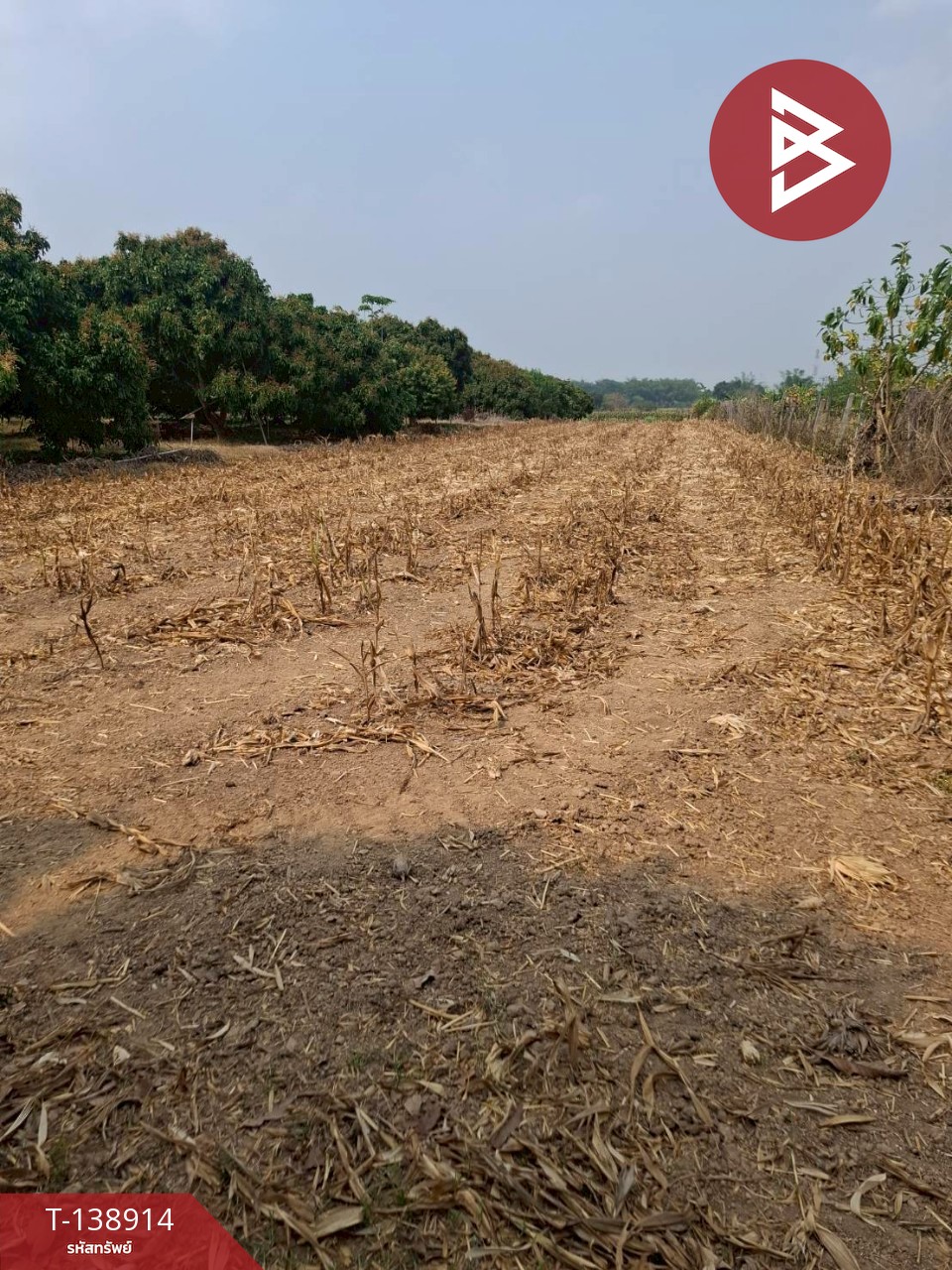 ขายที่ดิน เนื้อที่ 1 ไร่ เทิง เชียงราย 3